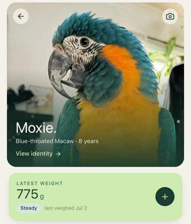 Kya & Co. app screen showing a bird profile for Moxie, a blue-throated macaw, with her latest weight